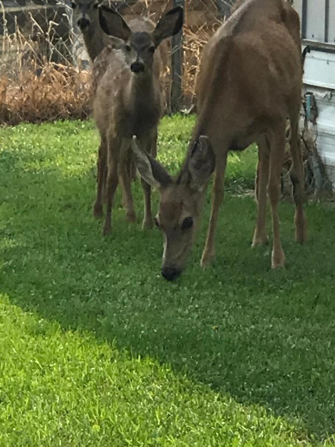 Goose Creek Rv Park & Wilbur